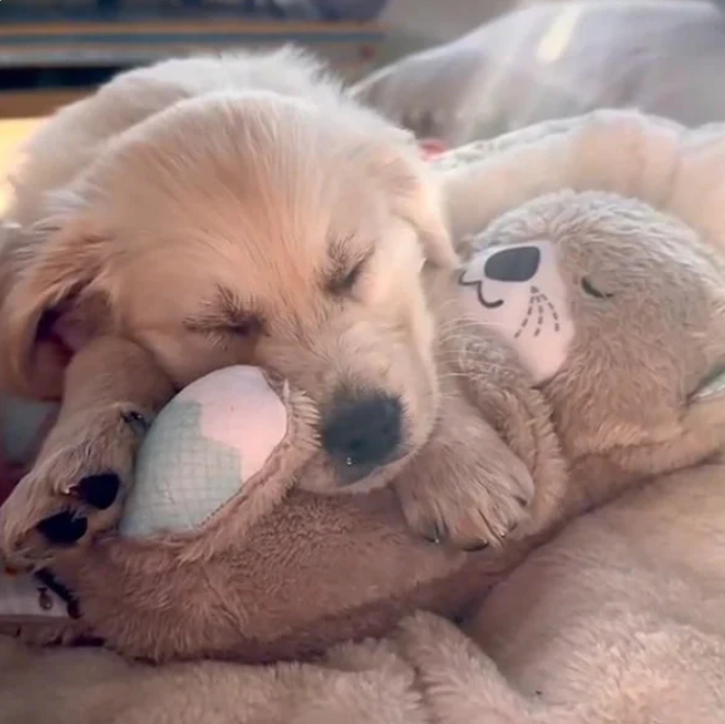 Calming Otter Plush | Instant Relief for Puppies and Kittens from Stress & Anxiety